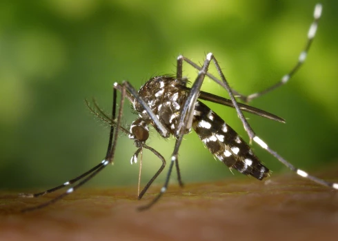 В Европе распространяются две опасные инфекции, которые переносят комары. Какие страны затронуты?