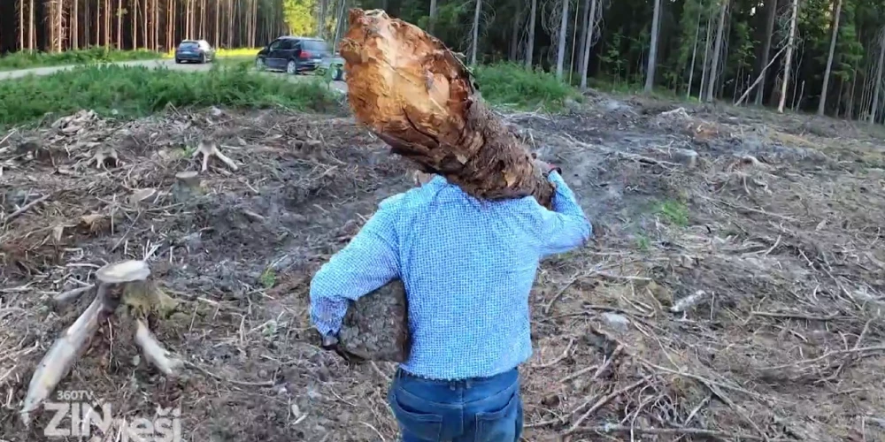 Просто отправиться в лес и собирать дрова на зиму нельзя. Это можно делать только с разрешения. (Фото: скриншот видео)