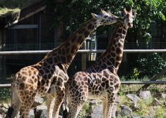 VIDEO: Rīgas Zoodārza žirafu meitene sagaidījusi draugu