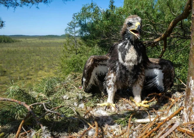 Priecīgs un rets gadījums. Latvijas austrumu daļā konstatē ligzdu ar diviem jauniem klinšu ērgļiem