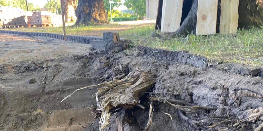 Этим дубам более 150 лет. (Фото: Управление охрана природы)