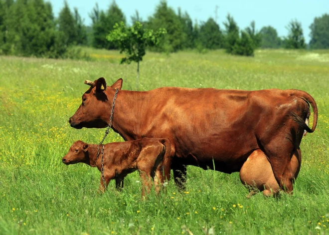 Piena kooperatīvs "Dundaga" jūlijā apturēs piena produktu ražošanu