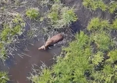 Лось в лесах Латгале наслаждается настоящим природным СПА. (Фото: скриншот видео)