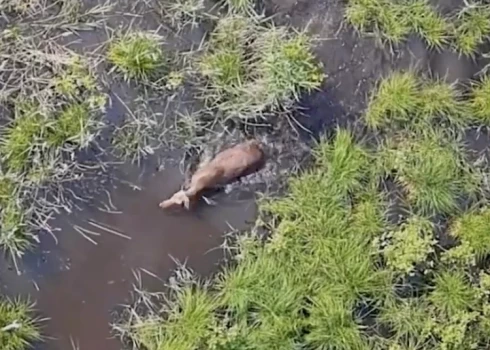 Лось в лесах Латгале наслаждается настоящим природным СПА. (Фото: скриншот видео)