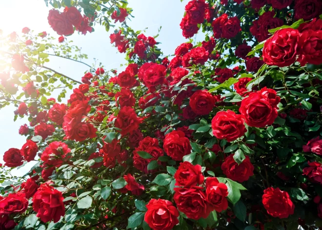 Dārznieki dalās ar neticami iedarbīgu un lētu metodi, kā panākt, ka dārza rozes zied milzu kupenām