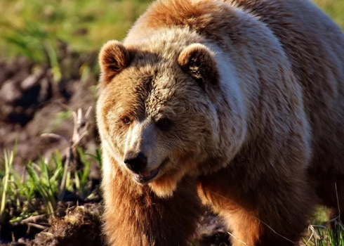 ВИДЕО: в 50 км от Риги замечен бурый медведь