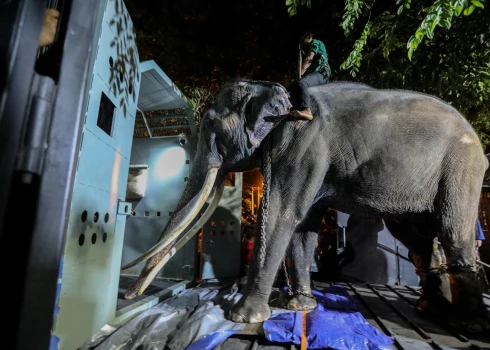 VIDEO: Taizemes zilonis pēc iespējamas vardarbības Šrilankā ar lidmašīnu nogādāts mājās