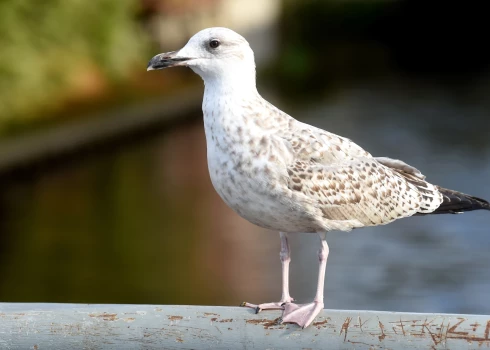 Netuvojies putniem, kas dīvaini uzvedas! Ārsti brīdina par simptomiem cilvēkiem, ja notikusi inficēšanās ar putnu gripu