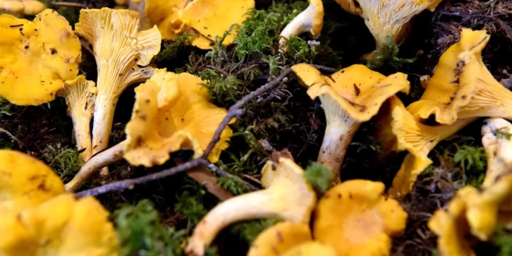 Стало известно, где в латвийских лесах уже начали расти грибы