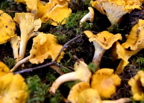 Стало известно, где в латвийских лесах уже начали расти грибы