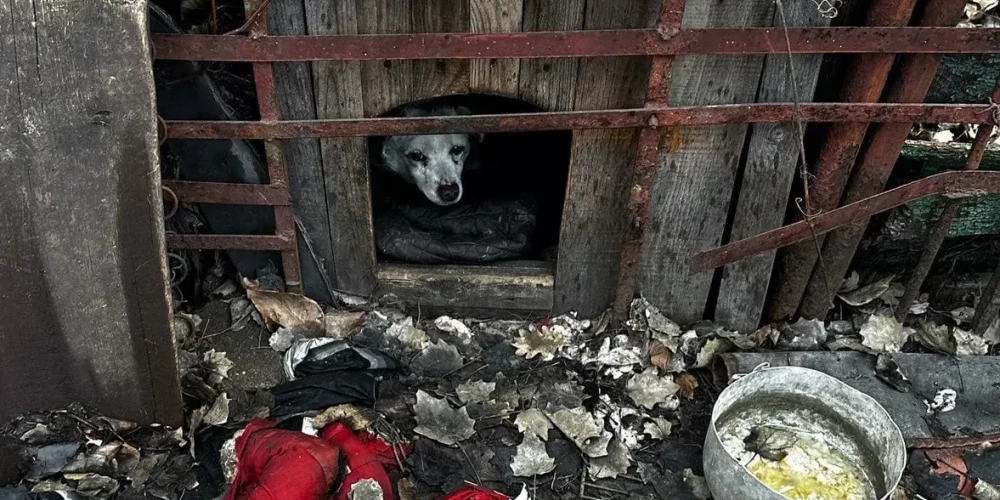 Человек, спасающий животных от "зверей": девушка Аня пытается спасти тысячи собак и кошек в Украине