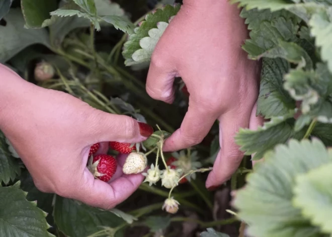 "Это немыслимо!": клубничное хозяйство шокировано поведением людей - собирают ягоды и убегают, не заплатив