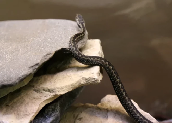 Как определить самую ядовитую змею в Латвии? И что делать, если вас укусили?