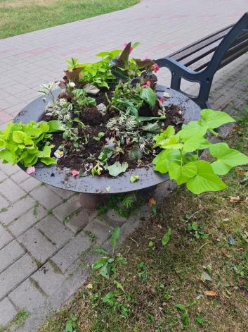 Pirms rēzeknieši devās uz Dziesmu un deju svētkiem kāds paspēja “atpušķot” Rēzeknes pilsētas centru.