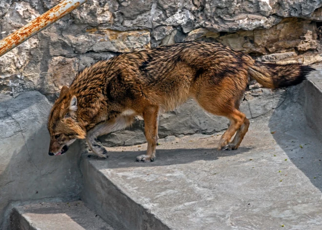 Pie Daugavpils manīts Latvijai neraksturīgs invazīvs plēsējs