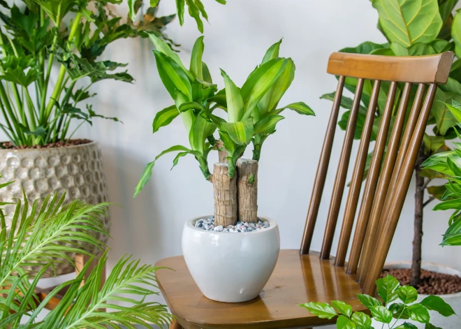 Lai mīlulis nenomirtu! Aizliegto ziedu un augu saraksts kaķu saimniekiem