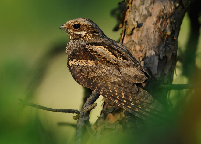 Latvijas austrumdaļā novērots vakarlēpis