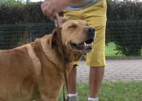 Спор латвийца, который выгуливал собаку без поводка, перерос в потасовку с полицией - кто прав?