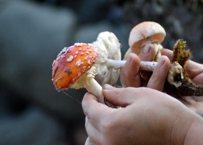 Лук, серебро и уксус: 10 способов, как проверить грибы на съедобность