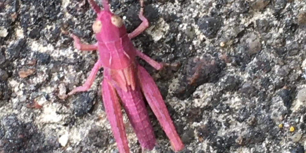 Latvijas dabas brīnumi: rozā sisenis un balts zirneklis