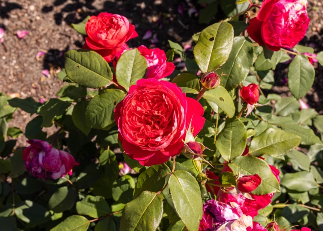 В Кемерском парке расцвели более 2500 роз