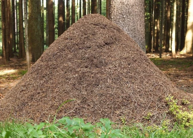 Meklē Latvijas lielākos skudrupūžņus