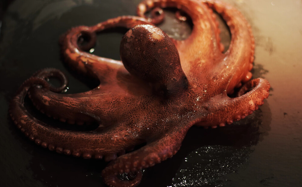 Ārsti atrod cilvēka barības vadā iestrēgušu astoņkāji
