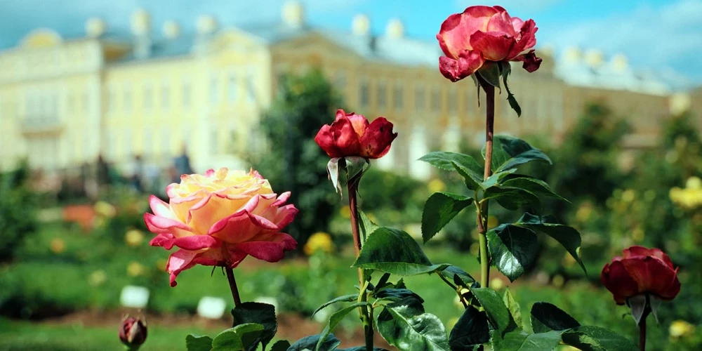 Video: Rožu parāde Rundāles pils dārzā