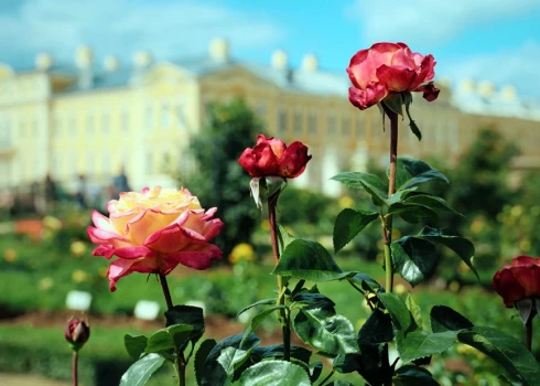 Video: Rožu parāde Rundāles pils dārzā