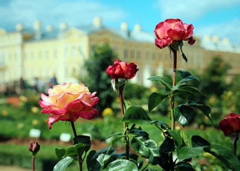 ФОТО, ВИДЕО: невероятно красивый парад роз в саду Рундальского дворца