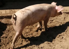 На ферме в Мадонском крае выявлена африканская чума свиней