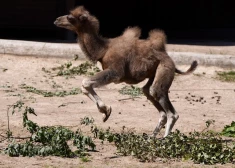 FOTO: krustvecāki hokejisti un ļaudis oficiāli dod vārdu Rīgas Zoo kamielēnam