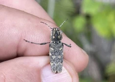 “Pirmais eksemplārs no Latvijas ir! Turklāt mātīte, kas ir lielāka un raibāka,” priecājas entomologs Arvīds Barševskis.