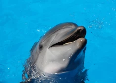 В Японии дельфины все чаще нападают на людей