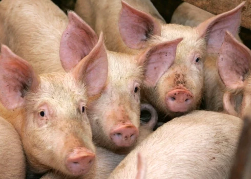 Из-за африканской чумы на ферме в Робежниекской волости ликвидируют всех свиней