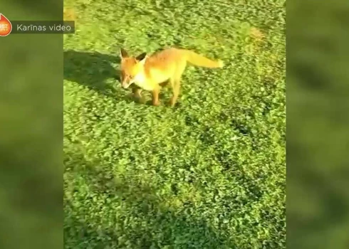 "Они вели себя странно!": две лисы умерли на глазах у жителей частного дома в Екабпилсе