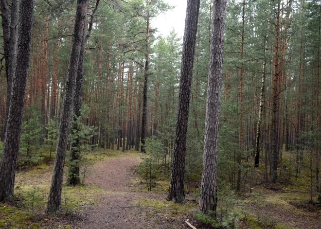 Rudenī Šmerļa mežs piedzīvos lielas pārmaiņas