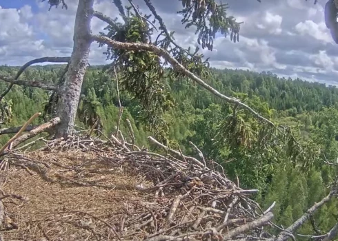 Ērgļu ligzda Durbē.