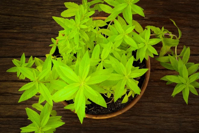 Citronverbena.