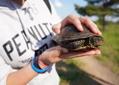 Jaunieši Daugavpilī atrod retu bruņurupuci
