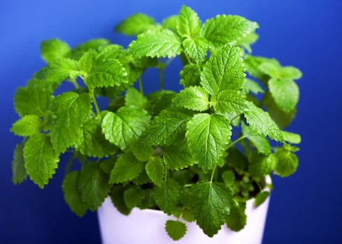 Citronmētras tējai ir viegli nomierinošs efekts, tā palīdz samazināt nervozitāti un atbrīvo no saspringuma radītām galvassāpēm.