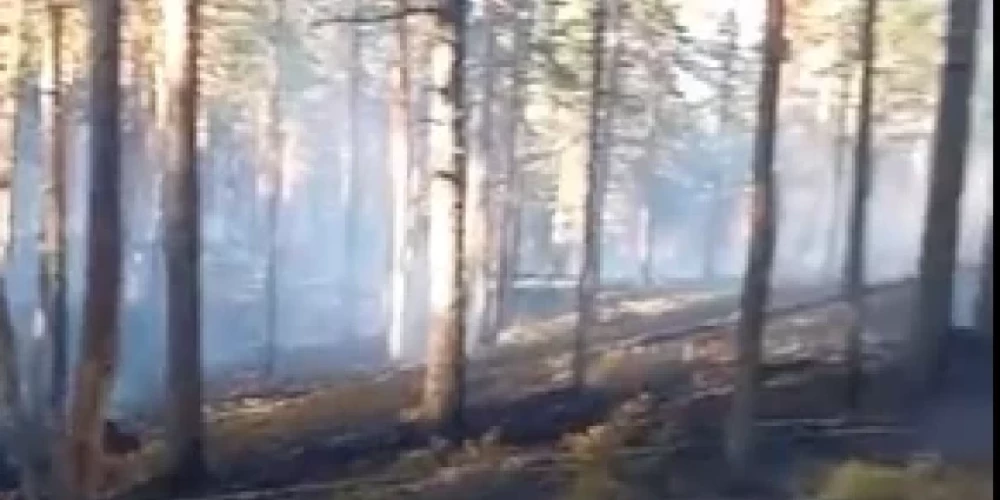 В Талсинском крае под Вандзене горит лес на площади более 4 га