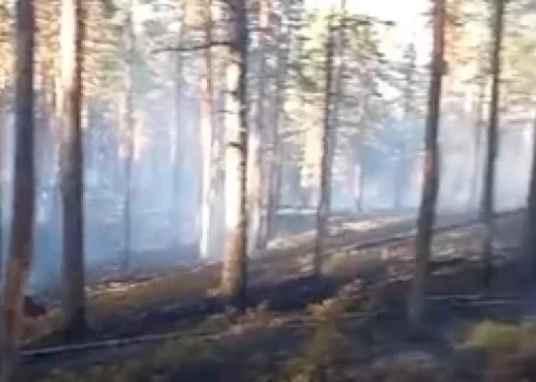 В Талсинском крае под Вандзене горит лес на площади более 4 га