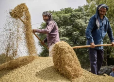 Indijas aizliegums eksportēt rīsus rada bažas par pārtikas cenu kāpumu pasaulē
