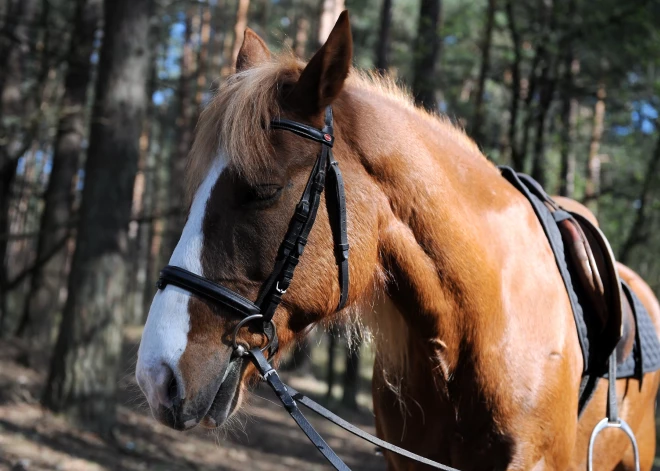 Latvijai uzvaras divos maršrutos Kleistos notiekošā Pasaules kausa posma jāšanas sportā otrajā dienā