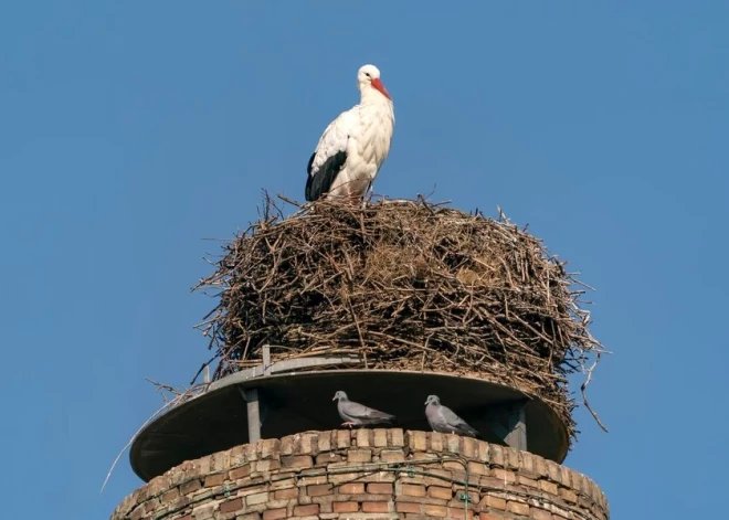 В самом известном гнезде аистов в Кулдиге осталось два птенца; нынешний сезон для этих птиц неблагоприятен
