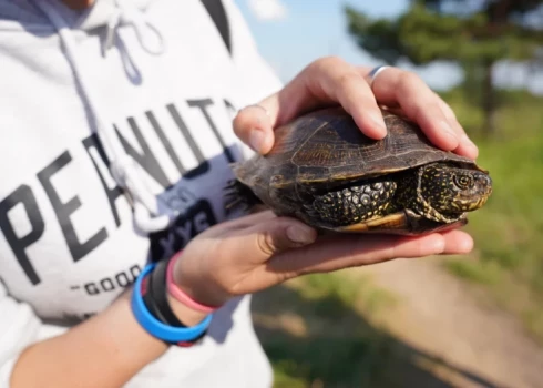 Юные натуралисты в Даугавпилсе нашли редкую черепаху