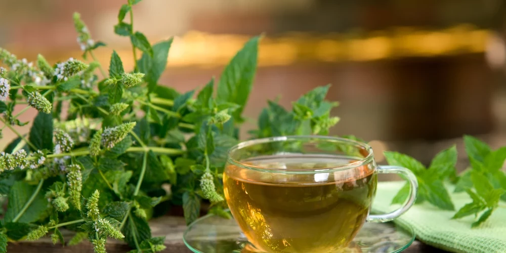 Польза травяных чаев: какие лекарственные растения стоит заваривать летом