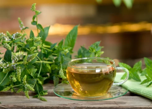 Польза травяных чаев: какие лекарственные растения стоит заваривать летом