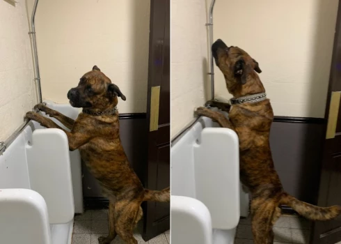 ФОТО: собаку застукали в мужском туалете, когда она справляла нужду в... писсуар